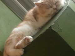 -猫猫幼稚园·撸猫·桌游·电玩