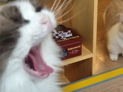 -MOYOYO猫咪咖啡店