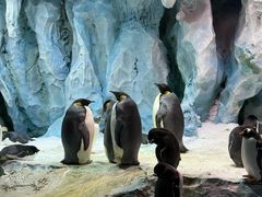 -帝企鹅自助餐厅•儿童岛•真企鹅(长隆企鹅酒店)