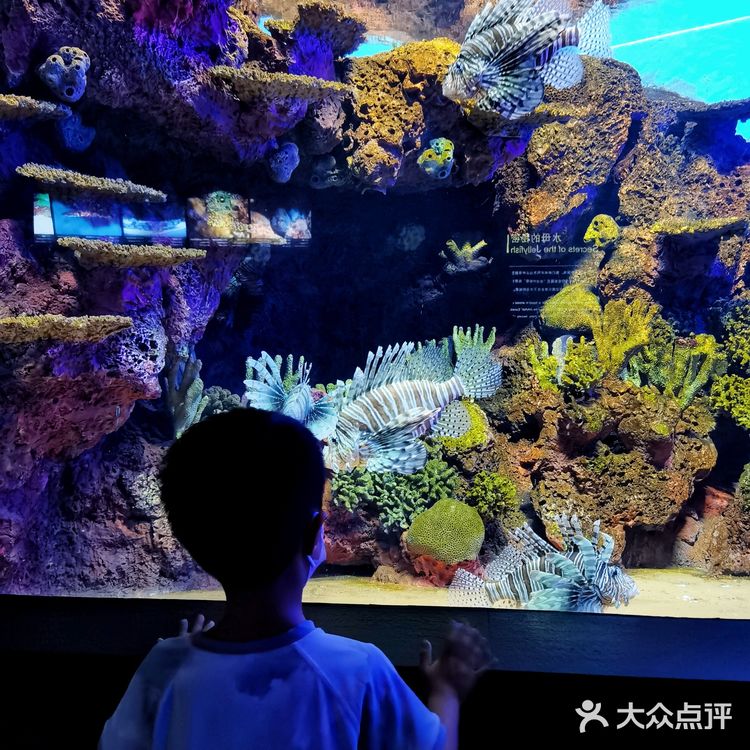 魔都探店：午后的上海海洋水族馆很好逛