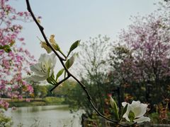 -海珠湖公园