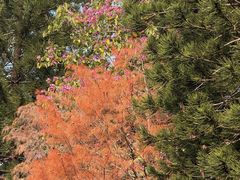 -星巴克臻选(深圳华强北茂业店)