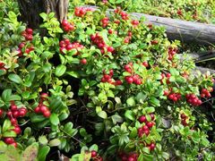 -多喜客海鲜烤肉自助烤场(百花红楼店)