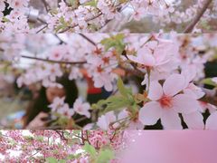 -上海辰山植物园