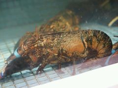 -徐记海鲜·宴会(大唐西市|丰庆店)
