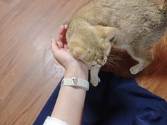-楼上猫咖(罗湖店)