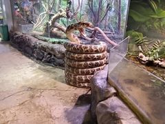 -正佳雨林生态植物园
