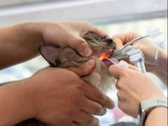 -瑞派申生动物医院·24H夜诊·国际动物医疗中心·骨外科(吴中路店)