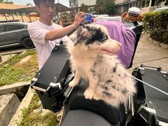-半岛宠物医院24小时(西派城店)