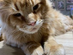 -藏猫猫咖啡主题馆(中央大道店)