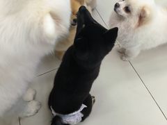 -怪兽屋·羊驼·猫咖·狗咖(俊华广场店)