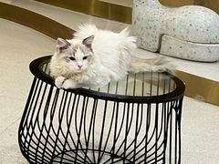 -飞行喵MR PILOT|猫舍·猫咖(静安大融城店)