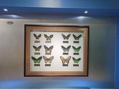 -上海昆虫博物馆