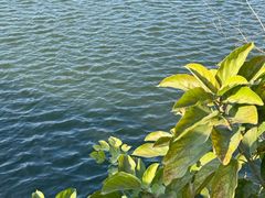 -广东花都湖国家湿地公园