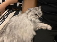 -瑞派名望24h动物医院异宠专科·猫专科·骨科·重症监护分院