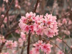 -莲花山公园