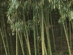 -都江堰中华大熊猫苑