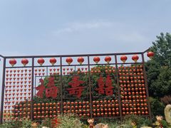 -合肥滨湖国家森林公园