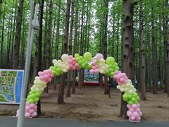 -日照海滨国家森林公园