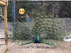 -长白岛森林公园