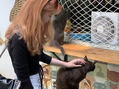 -喵屿·大理花园猫咖