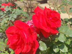 -上海佘山国家森林公园天马山园