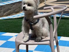 -爪吧宠物乐园 (温榆河示范区店)