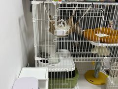 -瑞鹏宠物医院华南总院·夜诊·心脏科·骨科