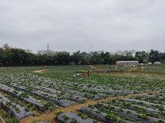 -南宁花花大世界景区