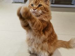 -藏猫猫咖啡主题馆(中央大道店)