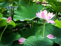 -莲花池公园