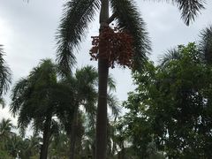 -亚龙湾中心广场