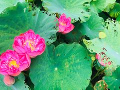 -龙环葡韵住宅式博物馆