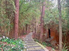 -铁山坪森林公园