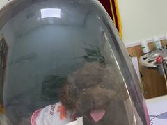 -瑞鹏宠物医院·内科·中兽医·骨科(苗圃店)