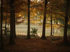 -上海海湾国家森林公园