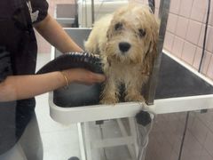 -FAELING PETS美天灵宠物(富力广场店)
