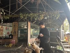 -柴犬高等学院·狗咖·柴犬售卖·宠物训练