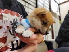 -逗柴咖啡屋·狗咖猫咖宠物桌游