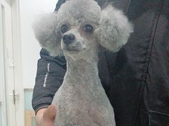 -宠福鑫康馨动物医院·骨科·眼科
