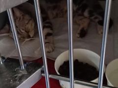 -瑞鹏宠物医院·爱宠堂(环西分院)