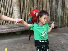 -海南槟榔谷黎苗文化旅游区
