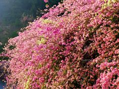-深圳仙湖植物园