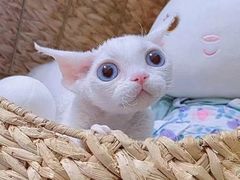 -十年猫舍·猫咪专门店(普陀店)