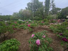 -黑龙江省森林植物园