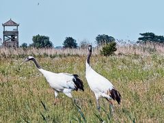 -盐城丹顶鹤湿地生态旅游区