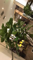 -崇尚GAVIN STYLE臻选