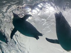 -珠海长隆海洋王国