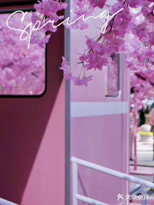 春日踏青攻略🌸｜金陵的“粉色樱花季”在金茂汇延续着…