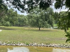 -北京麋鹿生态实验中心